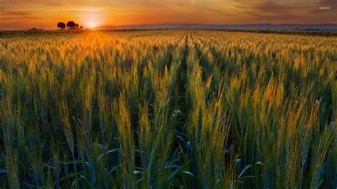 Green Wheat Field In The Sunset Wallpaper Nature Wallpapers 23530