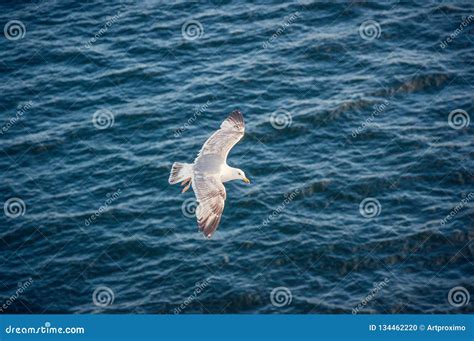 Seagulls In Flight Against The Backdrop Of Deep Blue Sea Waves Stock