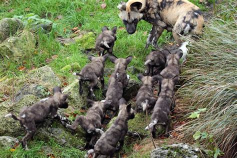 Watch Incredibly Cute African Hunting Dog Puppies Make Their Debut At