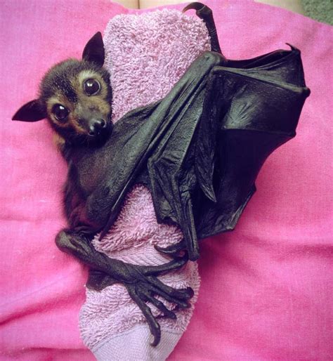 Log In Or Sign Up To View Cute Bat Baby Bats Cute Animals