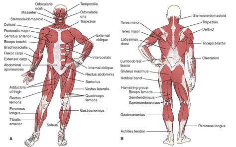 Posterior Muscles Of The Body Diagram Muscle Diagram Human Muscular System Human Body Muscles