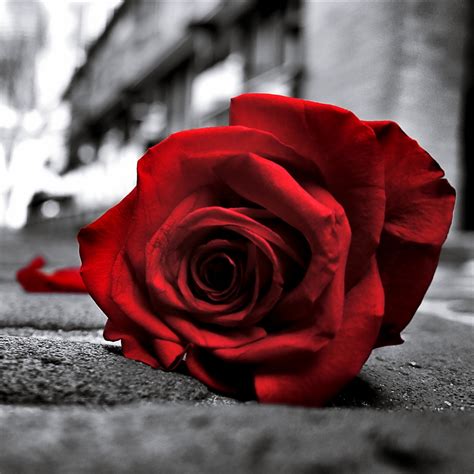 Black And Red Rose Wallpaper 63 Images