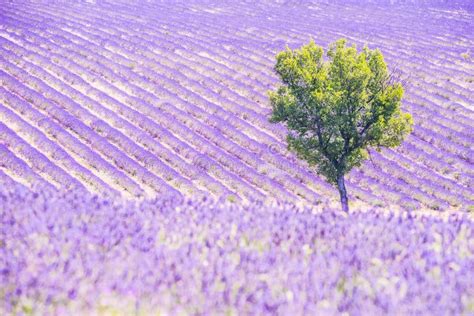 Lavender Field And Tree Stock Image Image Of Lavender 149697941