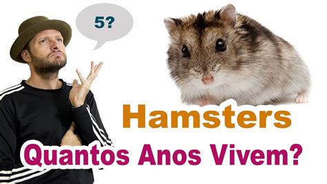 Quantos Anos Um Hamster Vive