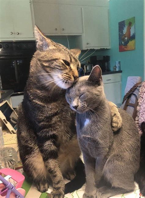 25 Funny Photos Showing Why Two Cats Are Better Than One Bouncy Mustard