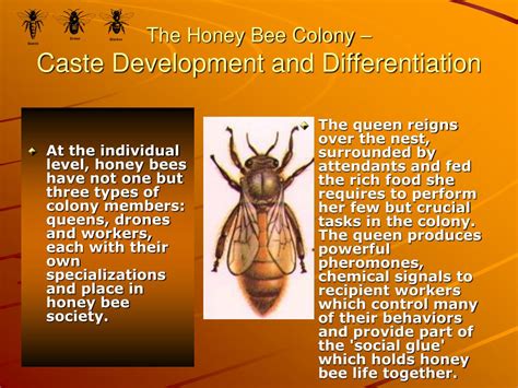 ppt the honey bee colony powerpoint presentation free download id 4057291