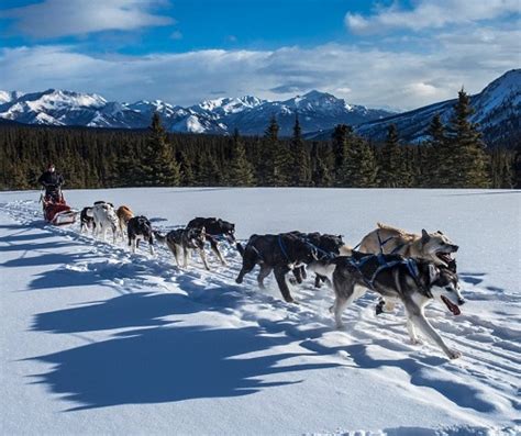 Dog Mushing Alaska Business Magazine