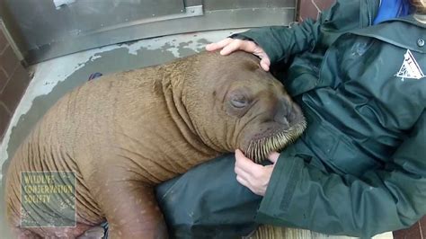 Mitik The Walrus Calf Settles In At New York Aquarium Youtube