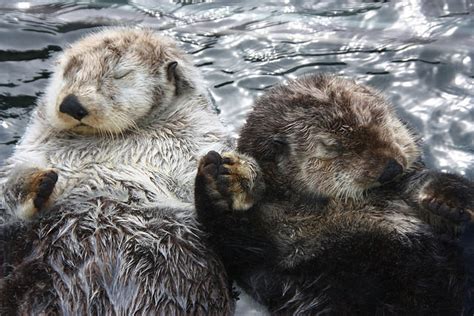 Sea Otters Are Coming Home To Oregon