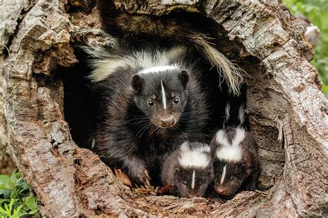 Baby Skunks And Adult Female Mother Photograph By Adam Jones