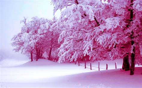 Hd Free Background Hd Winter In High Resolution Winter Trees Winter Landscape Tree Wallpaper