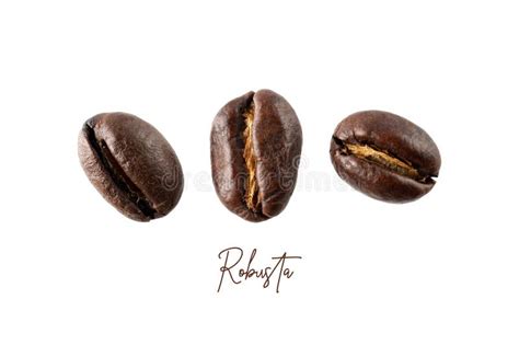 Roasted Robusta Peaberry Coffee Beans Closeup Isolated On Whitemacro