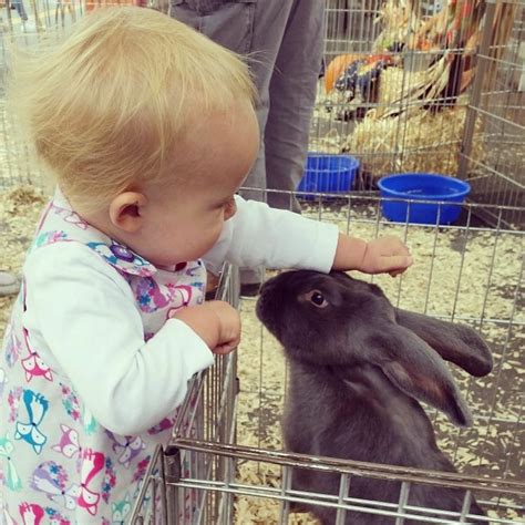 An open area where small or young animals are kept that children can hold, touch, and sometimes…. Hire All About A Farm - Petting Zoo in Davis, California