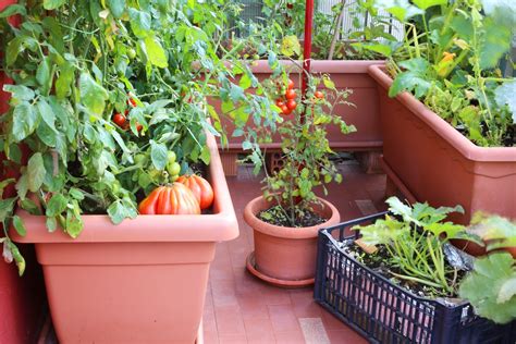 Grow in an unheated greenhouse Vegetables to Grow in Winter