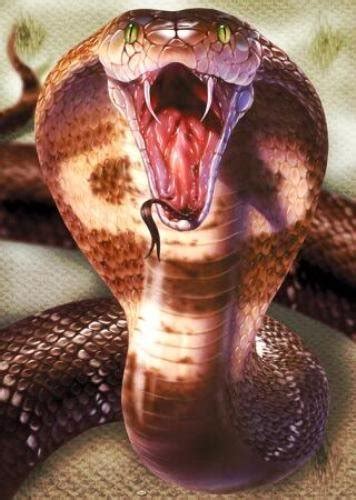 Three Interesting Facts About The King Cobra 1 The King