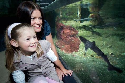 National Aquarium Napier All You Need To Know Before You Go With