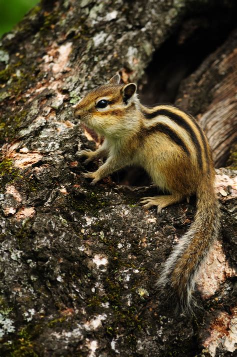 Chipmunk Habitat A Peek Into The Unexpected Places They Dwell In