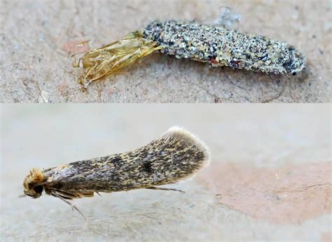 The Moth Life Cycle Of Common Clothes And Carpet Moths