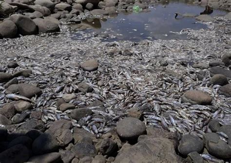 مرگ هزاران ماهی در کردستان عراق درپی انحراف آب رودخانه زاب کوچک در