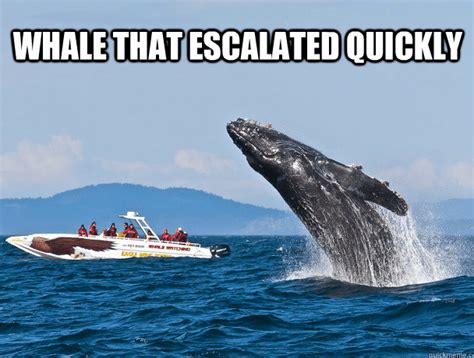 16 whale memes that will make you laugh all day i can has cheezburger cetacean dearly