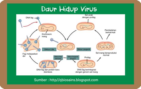 Daur Litik Proses Reproduksi Virus Biologi Kelas 10