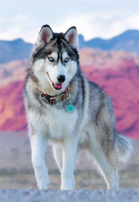 Pin By Marion Mangeon On Siberian Huskies Dog Breed Names Siberian