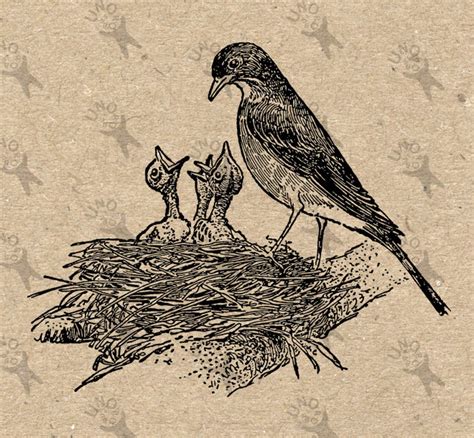 Vintage Image Bird Nest Nestling Black And White Retro Drawing Etsy