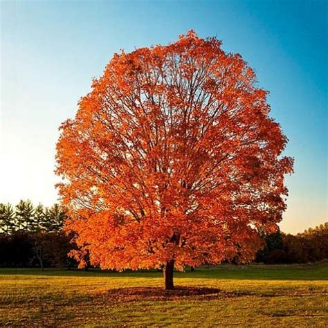 What Color Will Red And Gold Make - what color does red and metallic gold make