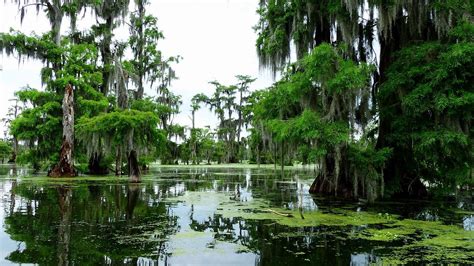 Free Image On Pixabay Bayou Louisiana Marsh Nature Bayou