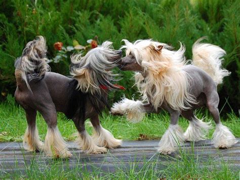 614 Best Images About Chinese Crested Love On Pinterest Dog Show