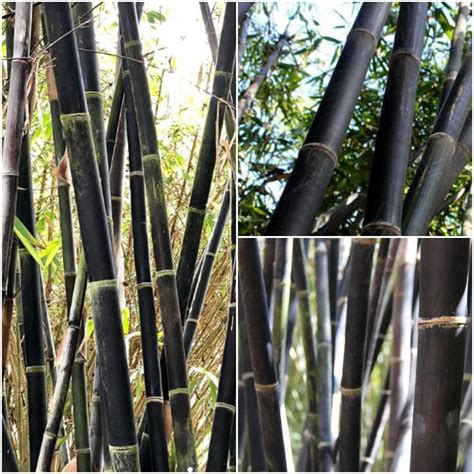 50 Bamboo Seeds Black Tropical Bamboo Seeds Gigantochloa Etsy
