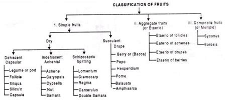 Classification Of Fruits Fruit Study Biology Types Of Fruit