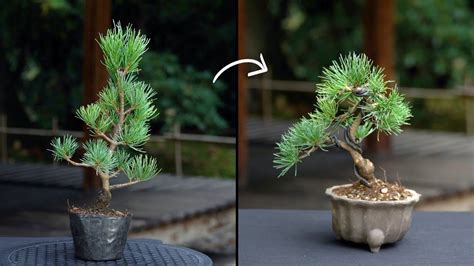 How To Bonsai A Pine Tree Tutorial Pics
