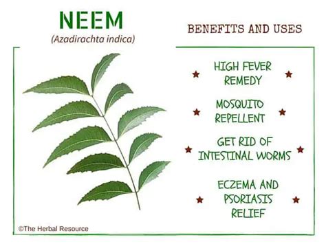 Neem Benefits And Uses As A Medicinal Herb