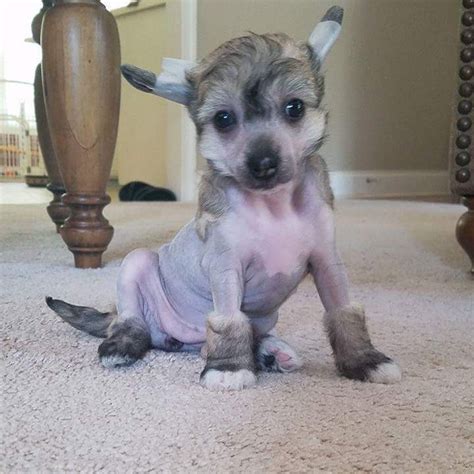 Chinese Crested Dog Puppies For Sale Houston Tx 267009