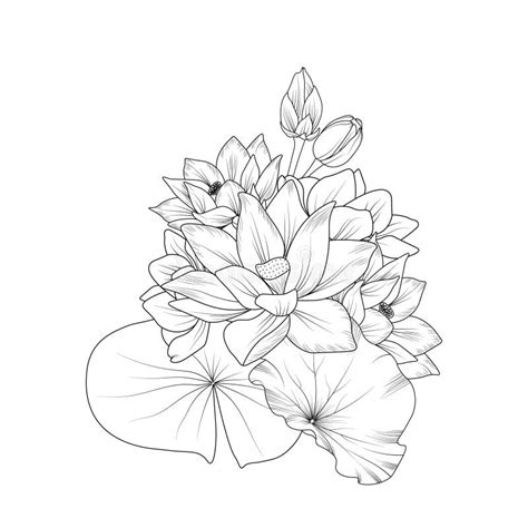 Lotus Line Drawings Nelumbo Nucifera Botanical Illustration Botanical
