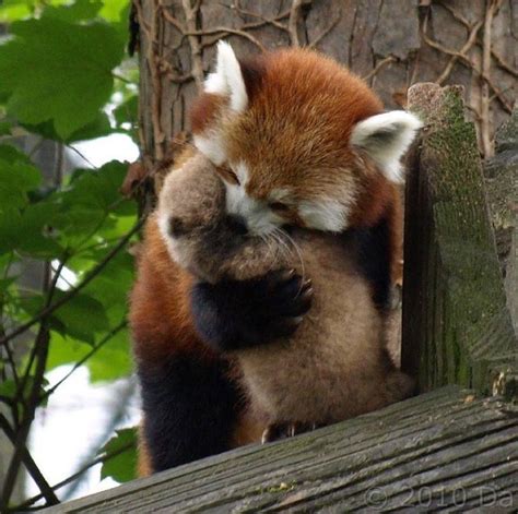 Pin By Naomi Escobedo On Animalsdieren Cute Animals Red Panda Baby