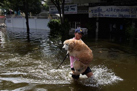 Caring For Animals In Thailand Floods