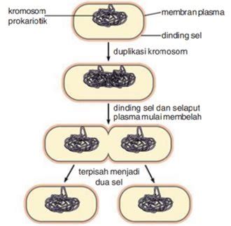 Gambar Pembelahan Sel Secara Mitosis Koleksi Gambar