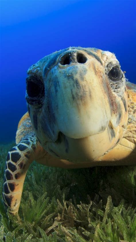 17 Best Images About Turtles On Pinterest Baby Sea