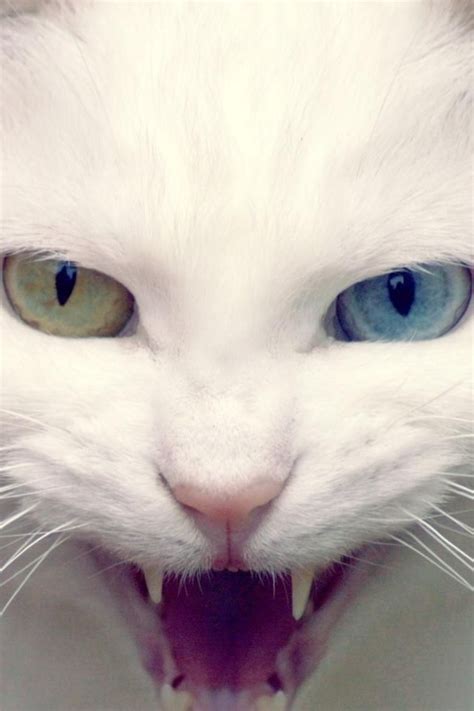 68 Best Images About Heterochromia Cats On Pinterest Cats Different