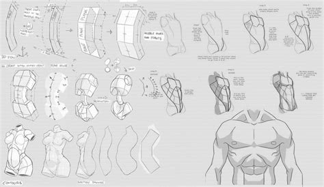 Woman Torso Anatomy Reference Carl Selworks Sketchbook Tutorial Pg