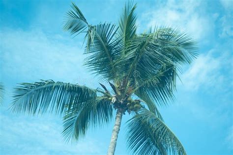 Coconut Palm Trees Against Blue Sky Background Stock Photo Image Of