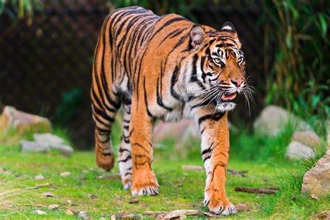 All Sizes Walking Sumatran Tiger Flickr Photo Sharing