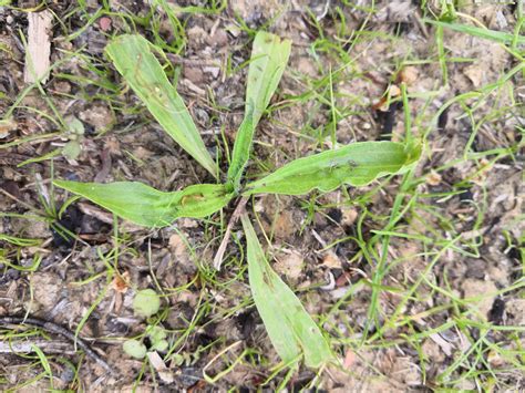 Elles permettent d' embellir le jardin et d'attirer les nombreux insectes utiles (auxiliaires), alliés du jardinier. Identification 'mauvaises' herbes | JardiZone