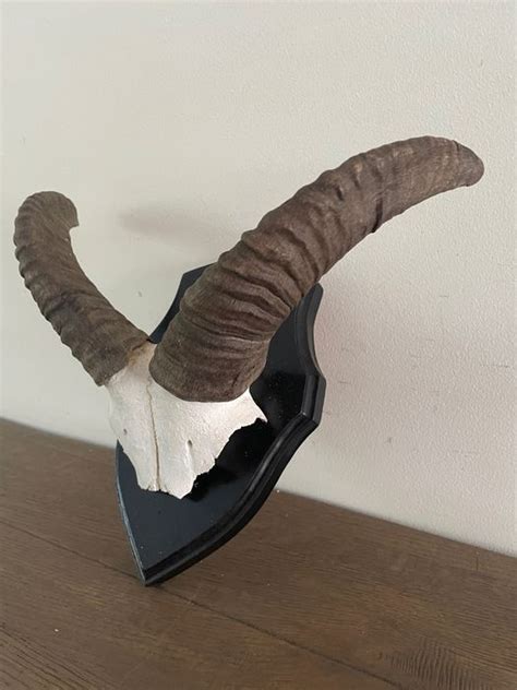 Mouflon Trophy Ovis Orientalis 35×25×20 Cm 1 Catawiki