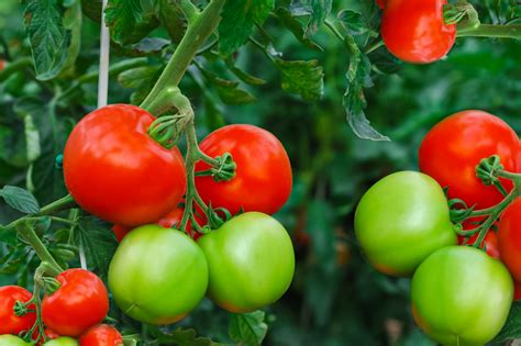 10 Tips For Growing Great Tomatoes