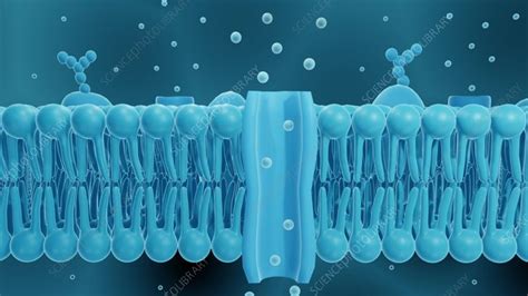 Cell Membrane Lipid Bilayer Animation Stock Video Clip K0109877