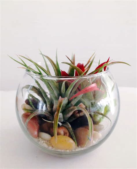 Easy Step By Step Instructions To Make Beautiful Terrariums Example My XXX Hot Girl