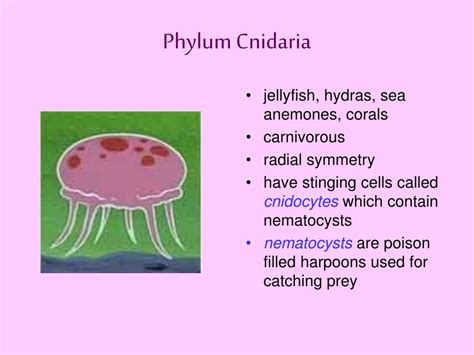 Phylum Cnidaria Diagram